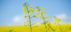 Blooming oilseed rape on yellow and blue background.